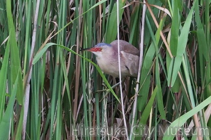 ヨシゴイ♂2025.07.11平塚（撮影　鈴木真由美）