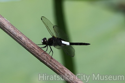 コシアキトンボ2025.06.23大磯（撮影　鈴木真由美）