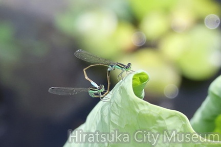 アオモンイトトンボ2025.06.23大磯（撮影　鈴木真由美）