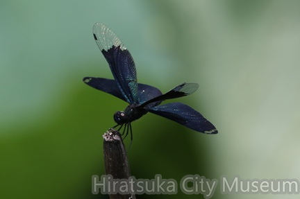 チョウトンボ2025.06.23大磯（撮影　鈴木真由美）