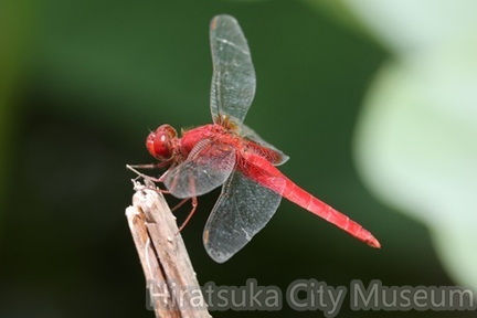 ショウジョウトンボ2025.06.23大磯（撮影　鈴木真由美）