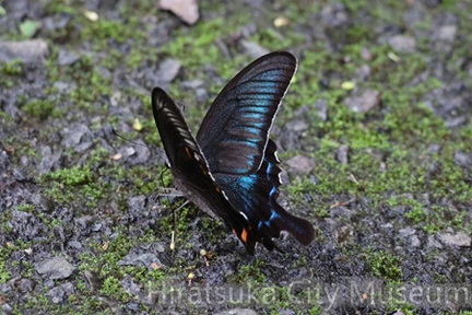 ミヤマカラスアゲハ2025.07.17伊勢原（撮影　鈴木真由美）