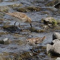 ウズラシギ、ヒバリシギ2025.08.08小田原2（撮影　鈴木真由美）