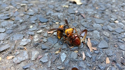 アオドウガネを捕食するオオスズメバチ2025.08.15総合公園2(撮影 佐々木晴子)