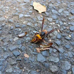 捕食するオオスズメバチ（撮影　佐々木晴子）