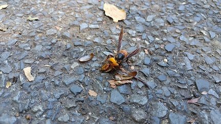 アオドウガネを捕食するオオスズメバチ2025.08.15総合公園1(撮影 佐々木晴子)