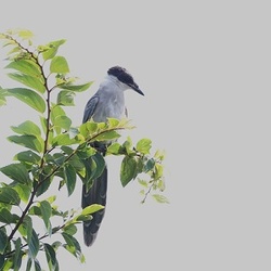 平塚と周辺地域の野鳥（撮影　鈴木真由美）