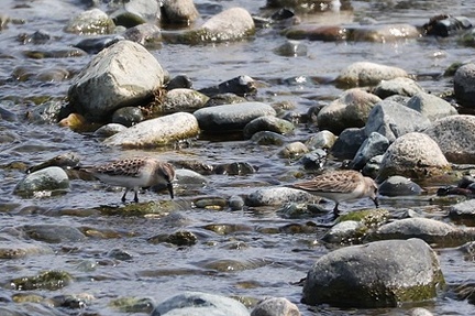 トウネン2025.08.22小田原（撮影　鈴木真由美）