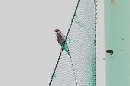 ハヤブサ2025.09.15茅ヶ崎（撮影　鈴木真由美）