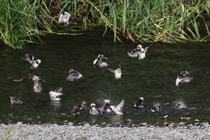 コムクドリ2025.09.14平塚2（撮影　鈴木真由美）