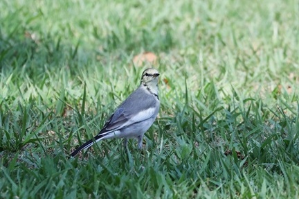 ハクセキレイ2025.08.26平塚（撮影　鈴木真由美）