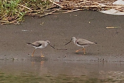 ソリハシシギ2025.09.19茅ヶ崎2（撮影　鈴木真由美）