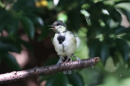 シジュウカラ幼鳥2025.09.08秦野（撮影　鈴木真由美）