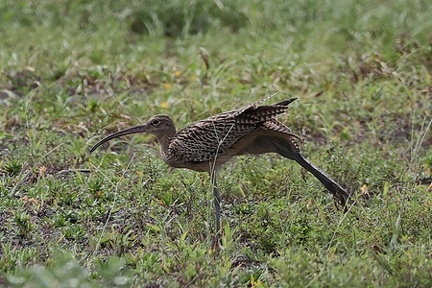 ホウロクシギ2025.09.19茅ヶ崎（撮影　鈴木真由美）