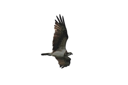 ミサゴ2025.09.18秦野（撮影　鈴木真由美）