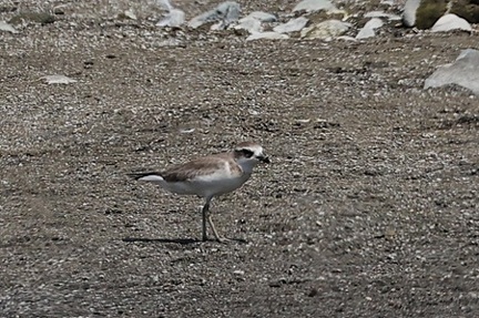 メダイチドリ2025.08.29小田原（撮影　鈴木真由美）
