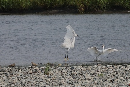 ムナグロ、コサギ2025.08.22小田原（撮影　鈴木真由美）