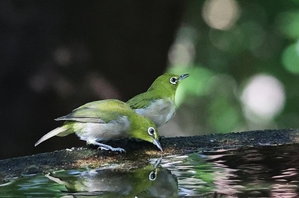 メジロ2025.09.08秦野（撮影　鈴木真由美）