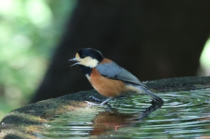 ヤマガラ2025.09.08秦野（撮影　鈴木真由美）