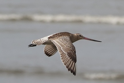亜種コシジロオオソリハシシギ2025.09.19茅ヶ崎（撮影　鈴木真由美）