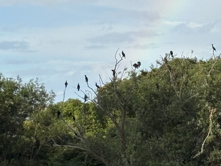 しらさぎねぐらに留まるカワウと虹2025.09.11 午前6時32分平塚大橋北（撮影　岩田国弘）