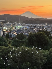 しらさぎねぐら2025.07.28 18時42分平塚大橋北（撮影　岩田国弘）