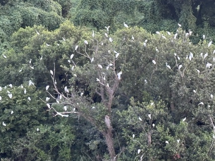 しらさぎねぐら2025.08.02 18時46分平塚大橋北1（撮影　岩田国弘）