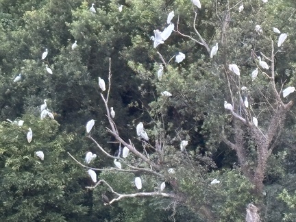 しらさぎねぐら2025.08.02 18時46分平塚大橋北2（撮影　岩田国弘）
