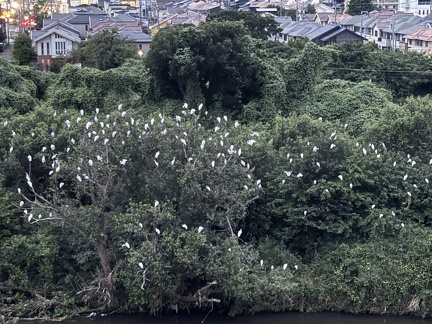 しらさぎねぐら2025.08.02 18時46分平塚大橋北3（撮影　岩田国弘）