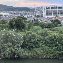 しらさぎのねぐら（撮影　岩田国弘）