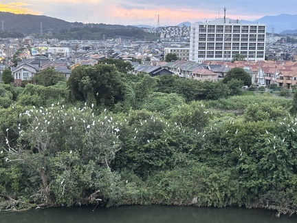 しらさぎねぐら2025.08.15 18時30分平塚大橋北（撮影　岩田国弘）