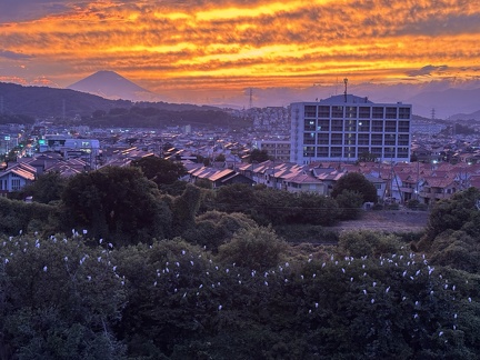 しらさぎねぐら2025.09.03 18時17分平塚大橋北（撮影　岩田国弘）
