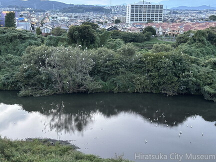 しらさぎのねぐら2025.10.02湘南大橋北（撮影　岩田国弘）