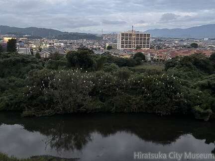 しらさぎのねぐら2025.10.06湘南大橋北（撮影　岩田国弘）