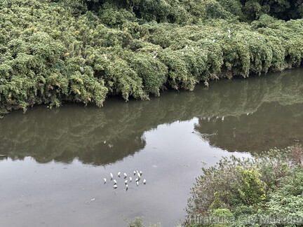 しらさぎのねぐら2025.10.20湘南大橋北（撮影　岩田国弘）