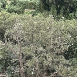 しらさぎのねぐら（撮影　岩田国弘）