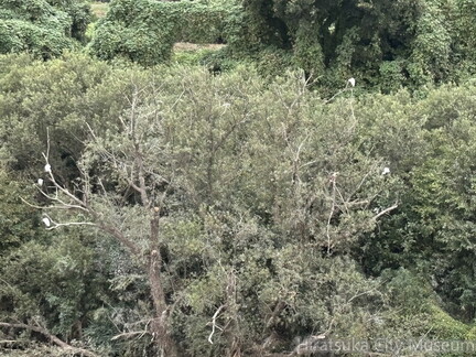 しらさぎのねぐら2025.10.20湘南大橋北2（撮影　岩田国弘）