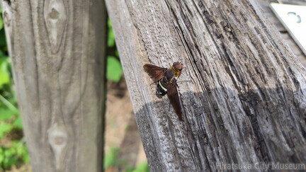 クロバネツリアブ2025.09.15水辺の楽校2（撮影　佐々木晴子）