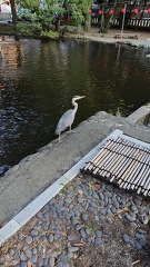 アオサギ2025.09.26平塚八幡宮（撮影　佐々木晴子）