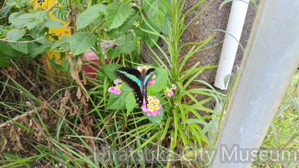 アオスジアゲハ2025.09.29須賀道踏切（撮影　佐々木晴子）