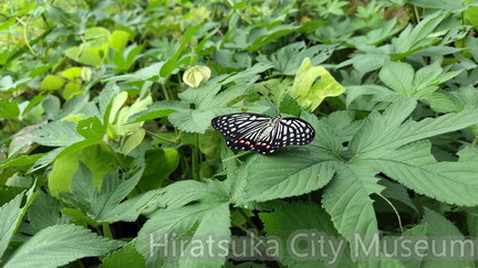 アカボシゴマダラ2025.09.15水辺の楽校（撮影　佐々木晴子）