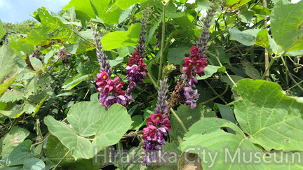 クズの花2025.09.15水辺の楽校（撮影　佐々木晴子）