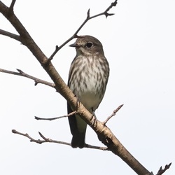 平塚と周辺の鳥（撮影　鈴木真由美）
