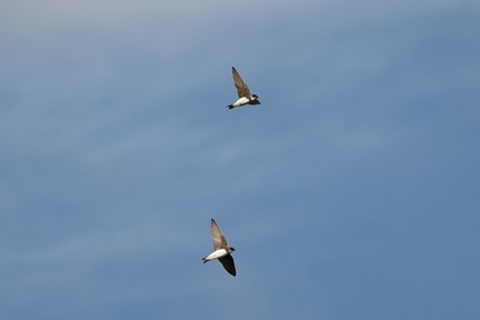 ショウドウツバメ2025.10.19平塚