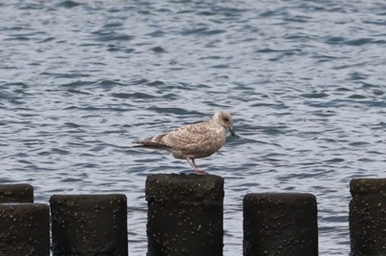 セグロカモメ若鳥2025.09.23茅ヶ崎