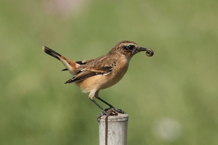 ノビタキ、ネキリムシ食2025.10.10平塚