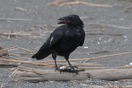 ハシボソガラス幼鳥2025.09.23茅ヶ崎