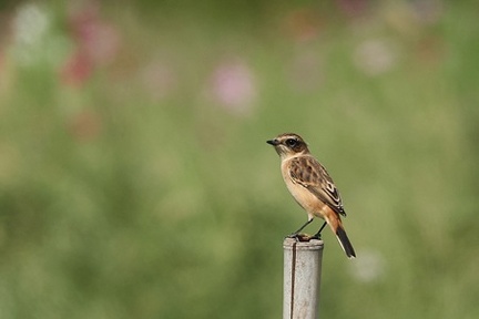 ノビタキ2025.10.08厚木