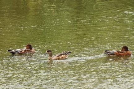 ヒドリガモ♂、アメリカヒドリ交雑ヒドリガモ♀2025.09.29秦野