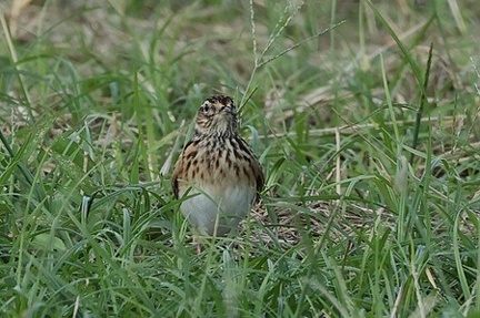 ヒバリ2025.10.10平塚